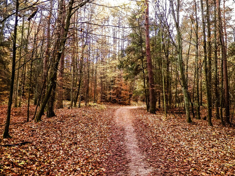 Autumnal forest landscape.
