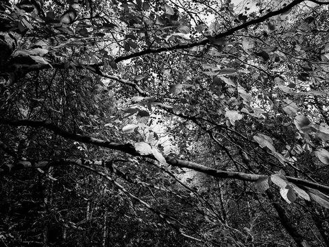 Autumnal branches as nature background.