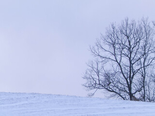 Fototapeta premium Naked trees and meadows covered with snow. Beautiful nature of northern Poland in winter.