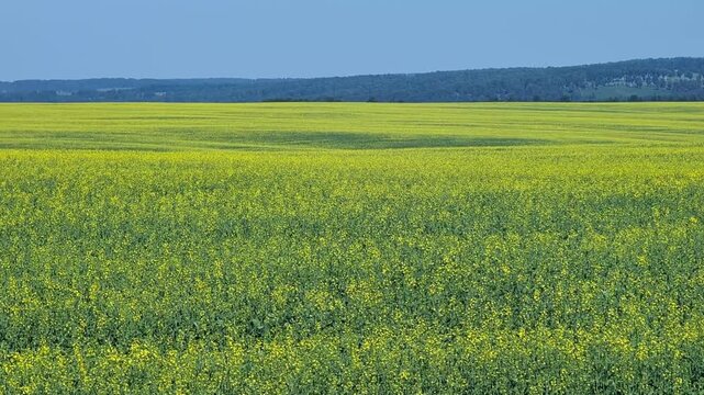 Expansive field filled with blooming alfalfa plants stretching towards the horizon. Dense green foliage contrasts with yellow flowers, highlighting healthy growth.