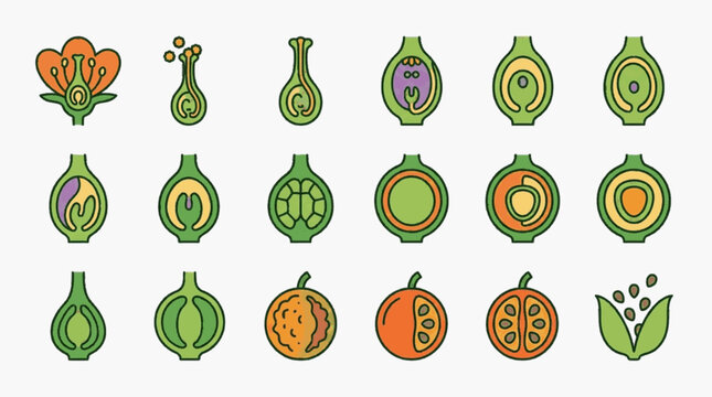 Educational vector illustration set showing the biological stages of plant fertilization, embryo growth, seed development, and fruit maturation from flower pollination to sprout.
