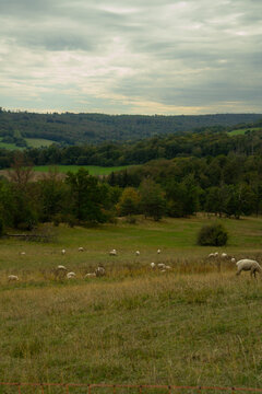 Schafherde vor Landschaft des Westerwaldes