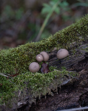 Pilze an Totholz mit Moos