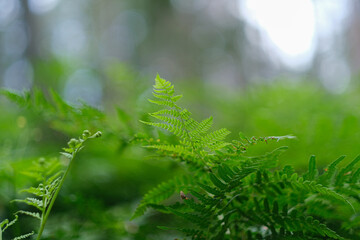Fresh green fern with delicate feathery fronds  crisp leaf texture and soft blurred background ideal for botanical, eco and nature‑themed visuals. © Diana Esmus