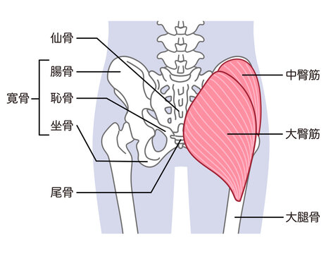 大臀筋と中臀筋　骨盤周辺の骨　股関節