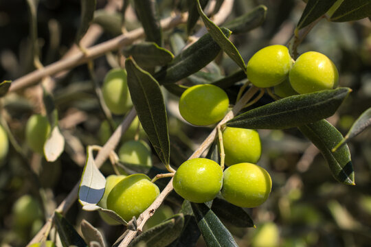 fresh olives on a branch