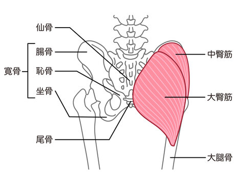 大臀筋と中臀筋　骨盤周辺の骨　股関節
