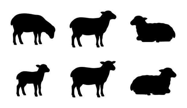 Black sheep silhouettes, standing and lying down, icons for farm