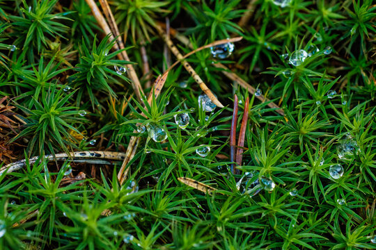 Nahaufnahme: ein Wassertropfen