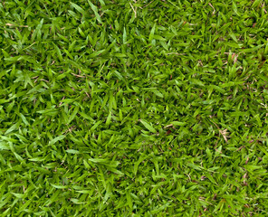 Top view texture of vibrant green lawn grass