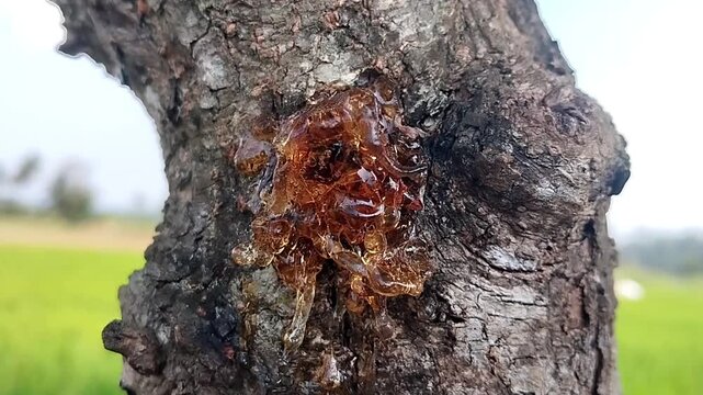 Amber tree resin on rough bark with a glossy translucent surface