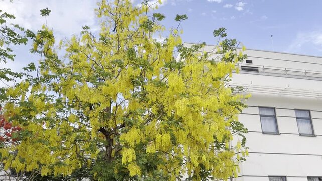 Beautiful Golden Shower Tree (Cassia Fistula) Blooming in an Urban Setting