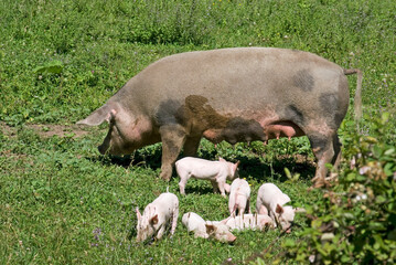 mother pig with piglets grazing in the field © saturno