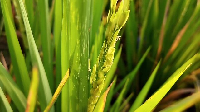 Green rice grains clustered on a rice panicle among narrow leaves