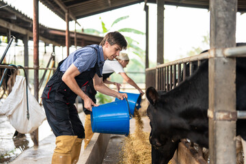 Caucasian man and woman dairy farmers working together at livestock farm.  © Kawee