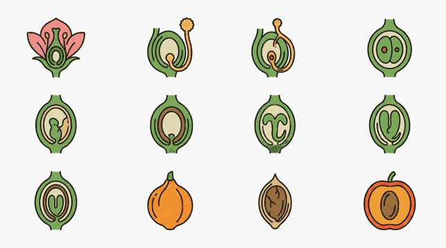 Detailed botanical diagram showing stages of plant reproduction from flower pollination to mature fruit development, including pollen tube growth, embryo stages, and seed formation.