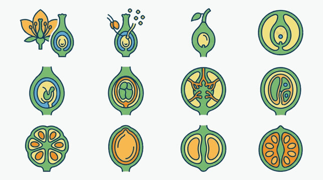Scientific vector illustration set showing biological stages of plant reproduction, including pollination, fertilization of the ovule, embryo development, and various fruit ovary cross-sections.