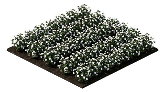 Isometric view of a small square field with blooming white flowers isolated