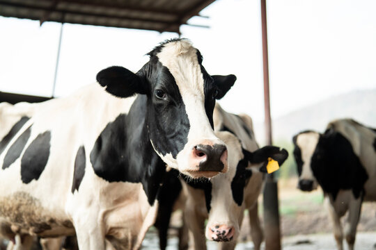 Black and white dairy cows standing inside livestock barn at dairy farm. 
