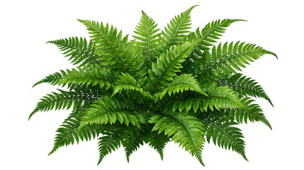 Lush green fern plant with delicate feathery fronds and vibrant foliage © Alaric