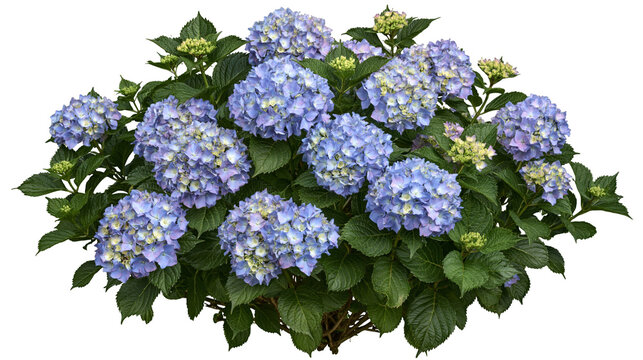 Lush blooming blue hydrangea shrub with green serrated leaves