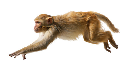 Brown rhesus macaque monkey leaping forward in mid-air © Alaric