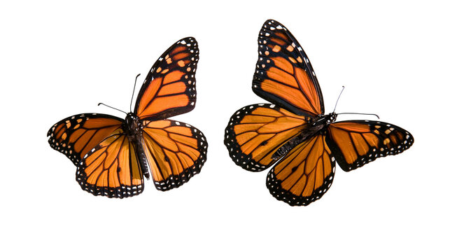 Two vibrant orange and black monarch butterflies with open wings