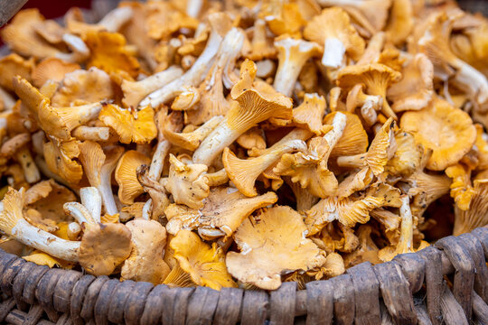 Wicker basket full of freshly picked chanterelle mushrooms, also known as girolles or golden chanterelles