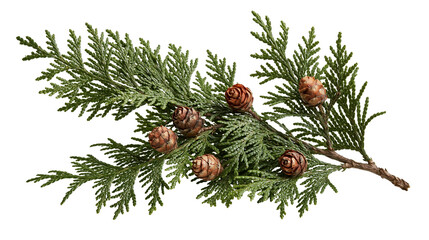 Evergreen cedar branch with small brown cones © Alaric