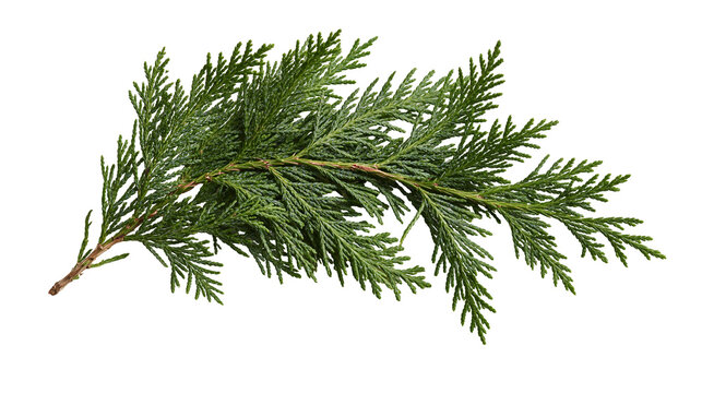 Fresh green juniper branch with needle-like leaves and woody stem