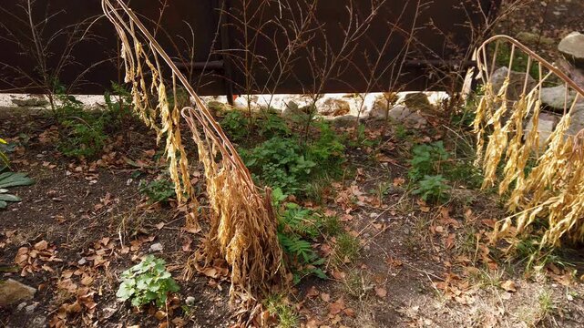 Still video of dry withered plants, stag-horn sumac vinegar tree in garden 