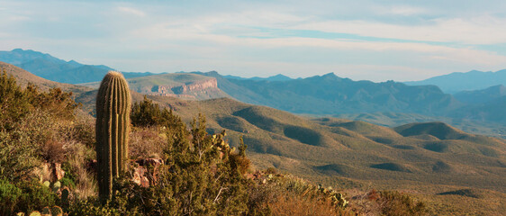 Cactuses in Arizona © Galyna Andrushko