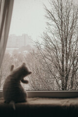 Obraz premium Plush cat toy on a windowsill against snow-covered trees and distant apartment buildings during winter snowfall.