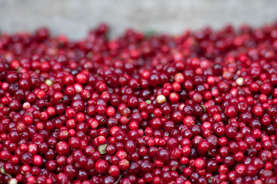Red fresh healthy cranberries in a street food market ready to sell and eat, close up