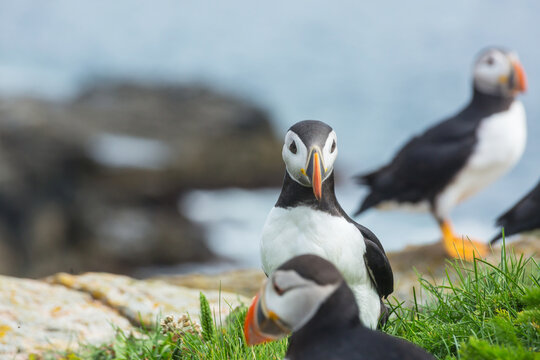 Puffin