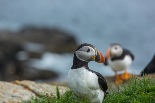 Puffin
