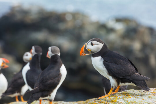 Puffin