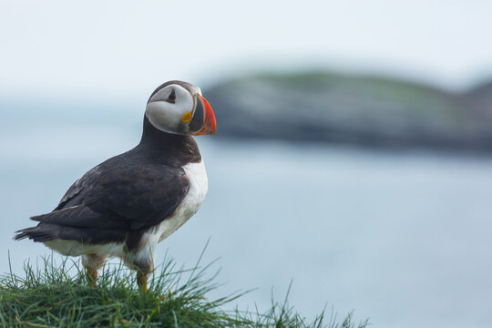 Puffin