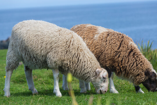 Sheep in Canada