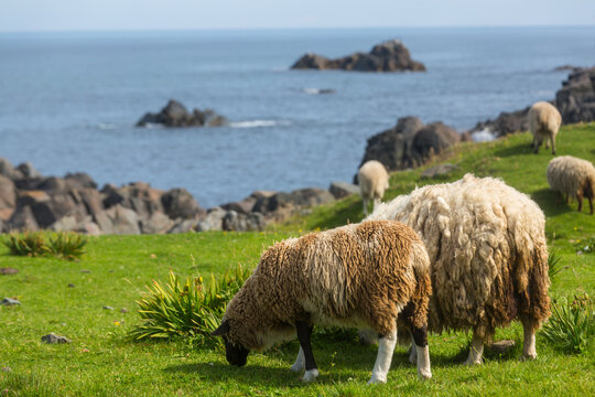 Sheep in Canada