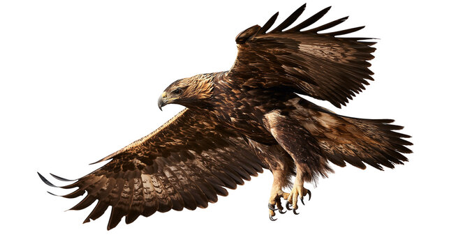Golden eagle soaring with wings spread wide and sharp talons extended