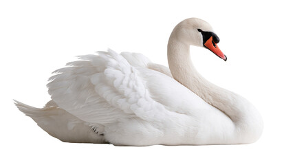 Graceful white mute swan resting with folded wings and orange beak © Motruc