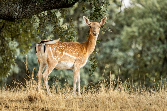 Gamo hembra al atardecer en fotograf&iacute;a horizontal con bosque de fondo