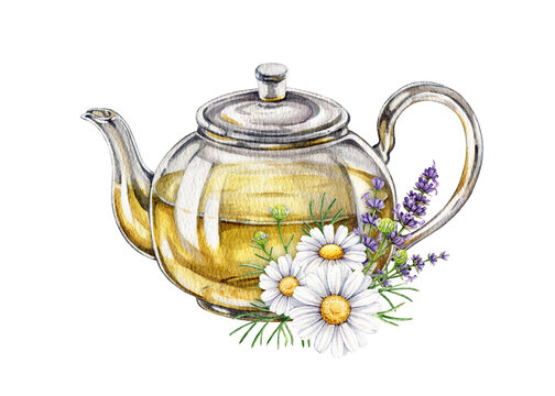 Glass teapot with chamomile and lavender flower, herbal tea hand painted watercolor illustration isolated on background. Herbal tea for packaging, wellness branding, labels and menu