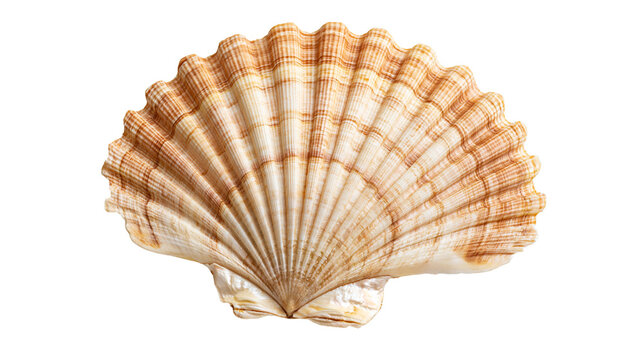 Natural brown and white fan shaped scallop seashell