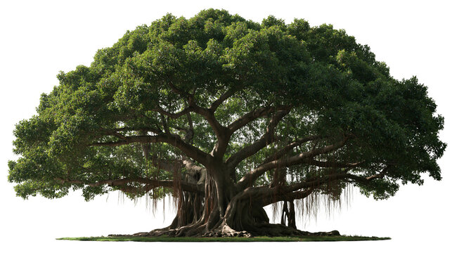 Large spreading banyan tree with dense green foliage and hanging aerial roots