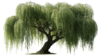 Large weeping willow tree with long drooping branches and textured bark © Motruc