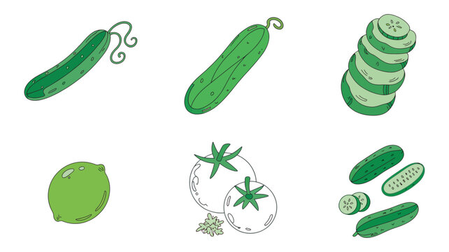Set of hand drawn green gourds, bitter melon, squash, cucumber and zucchini vegetable illustrations, healthy ingredients, nutrition, vegetarian food, agriculture