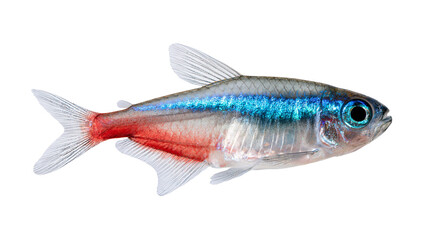 Neon tetra fish with vibrant blue stripe and red tail fin © Motruc