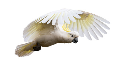 Sulphur-crested cockatoo flying with wings spread wide © Motruc